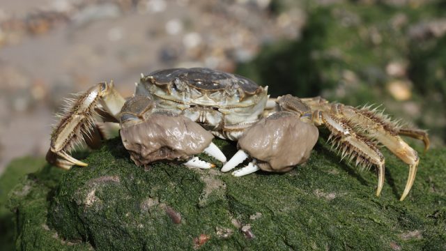 New laws to restrict ships releasing ballast water into UK seas