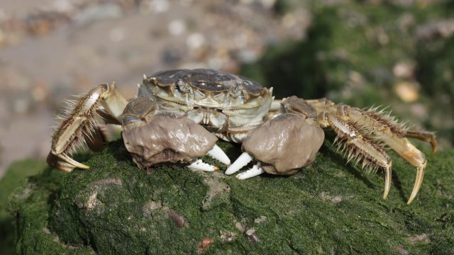 New laws to restrict the way ships release ballast water into UK seas